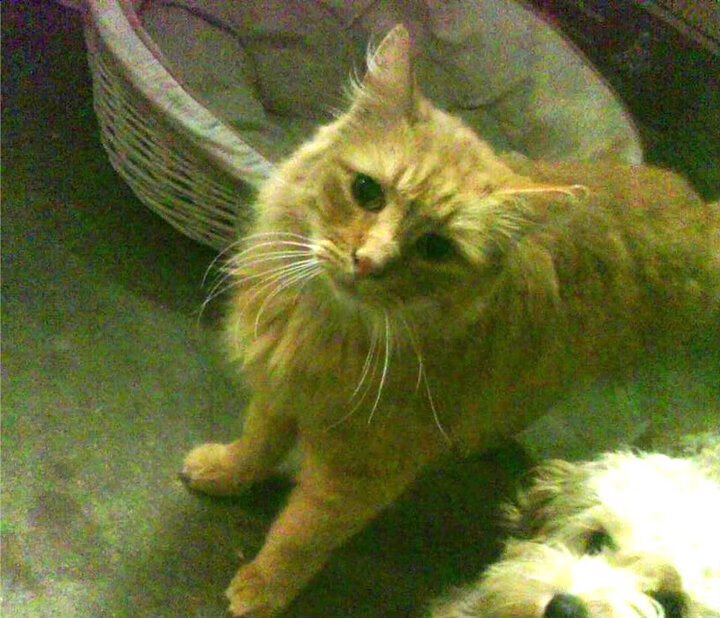 AC米兰新阵型奏效，赢得关键比赛，ac米兰最新