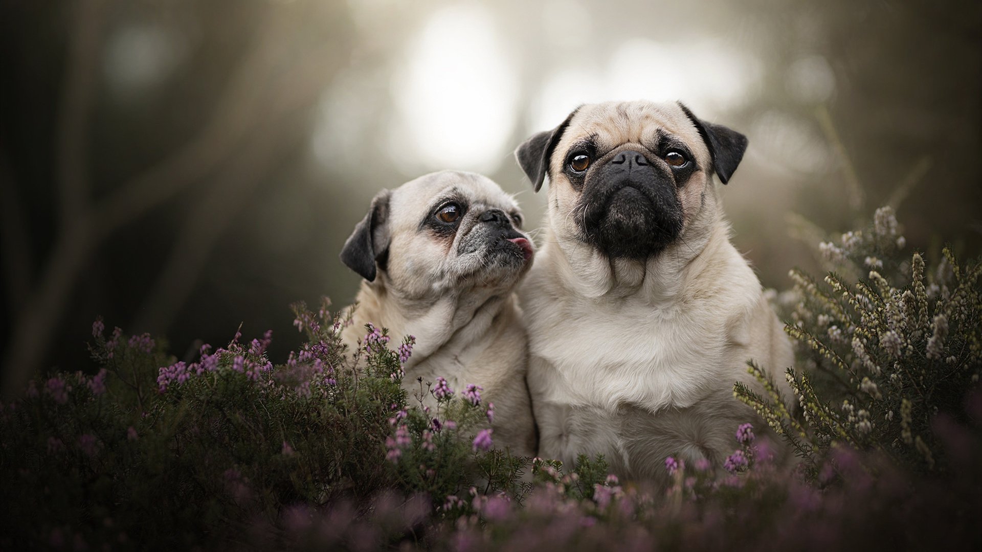 DOTA2新版本解读:英雄改动与战术演变,赛事格局将如何变化?,dota2 最新改动