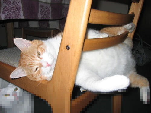 _跨界运动会:全方位挑战极限,刺激无限_,跨世纪运动会