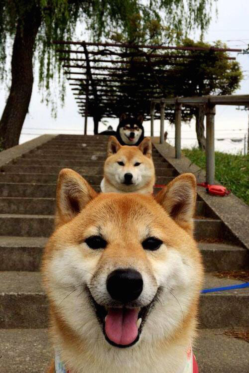 《高校电竞专业快速普及，助力行业人才供给》，中国高校电竞相关专业开设情况