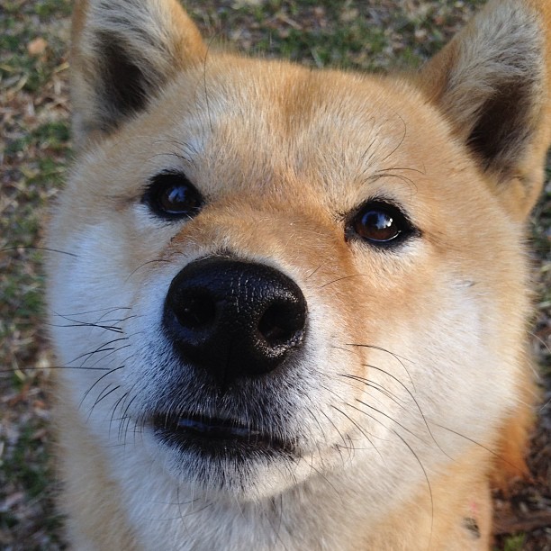 在男子团体四分之一决赛中,伊朗队以3_0击败日本队,创造历史性胜利。