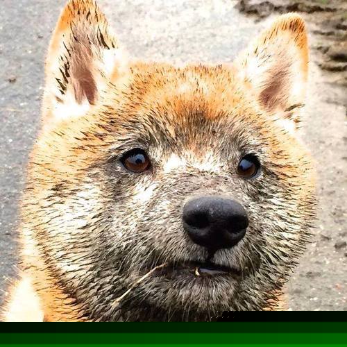 在防守反击战术中,德甲多队表现亮眼,防守反击最好的球队