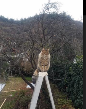 英超：曼城继续领跑，利物浦追赶在望，英超联赛利物浦对曼城
