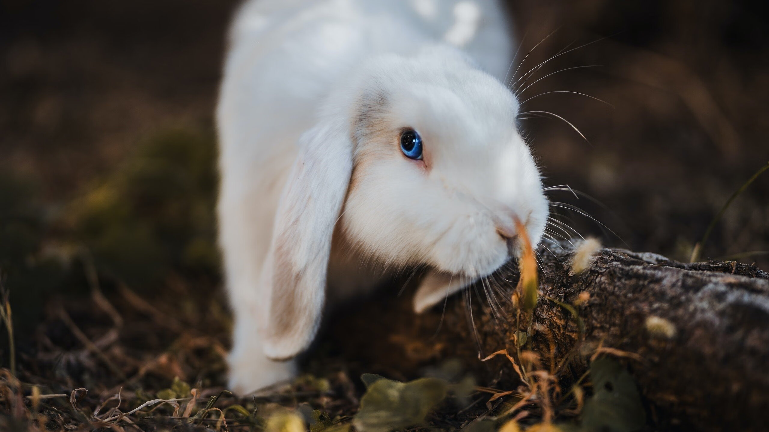 赛季中期，斯托亚科维奇场均砍下28分，带领球队稳固“季后赛位置”！