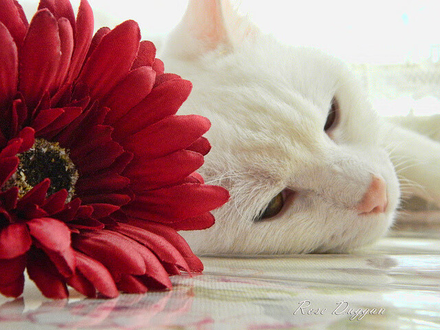 青训全面升级：打造未来篮球明星的“养成工厂”，篮球青训队还能上学吗