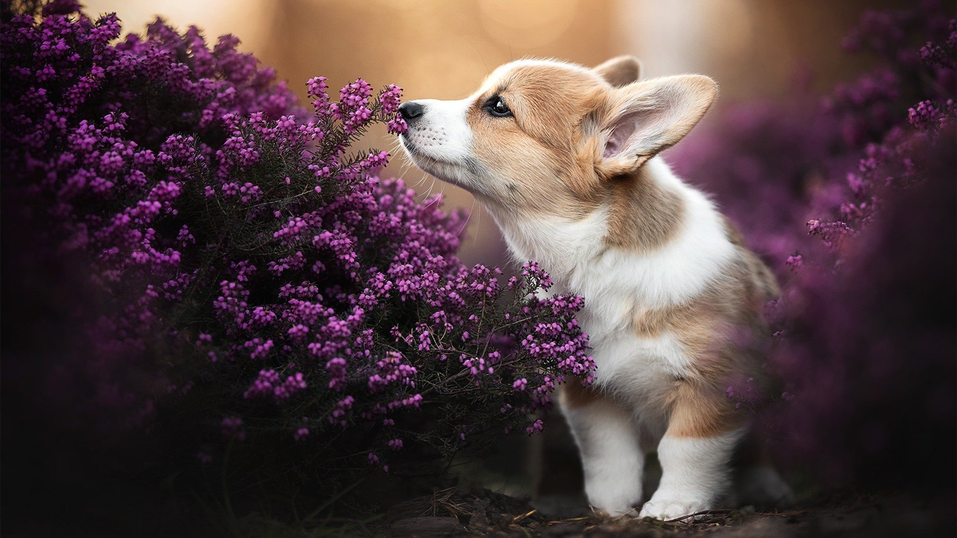 南特签下国际名将，期待他带领球队走向成功，南特签下国际名将,期待他带领球队走向成功英文