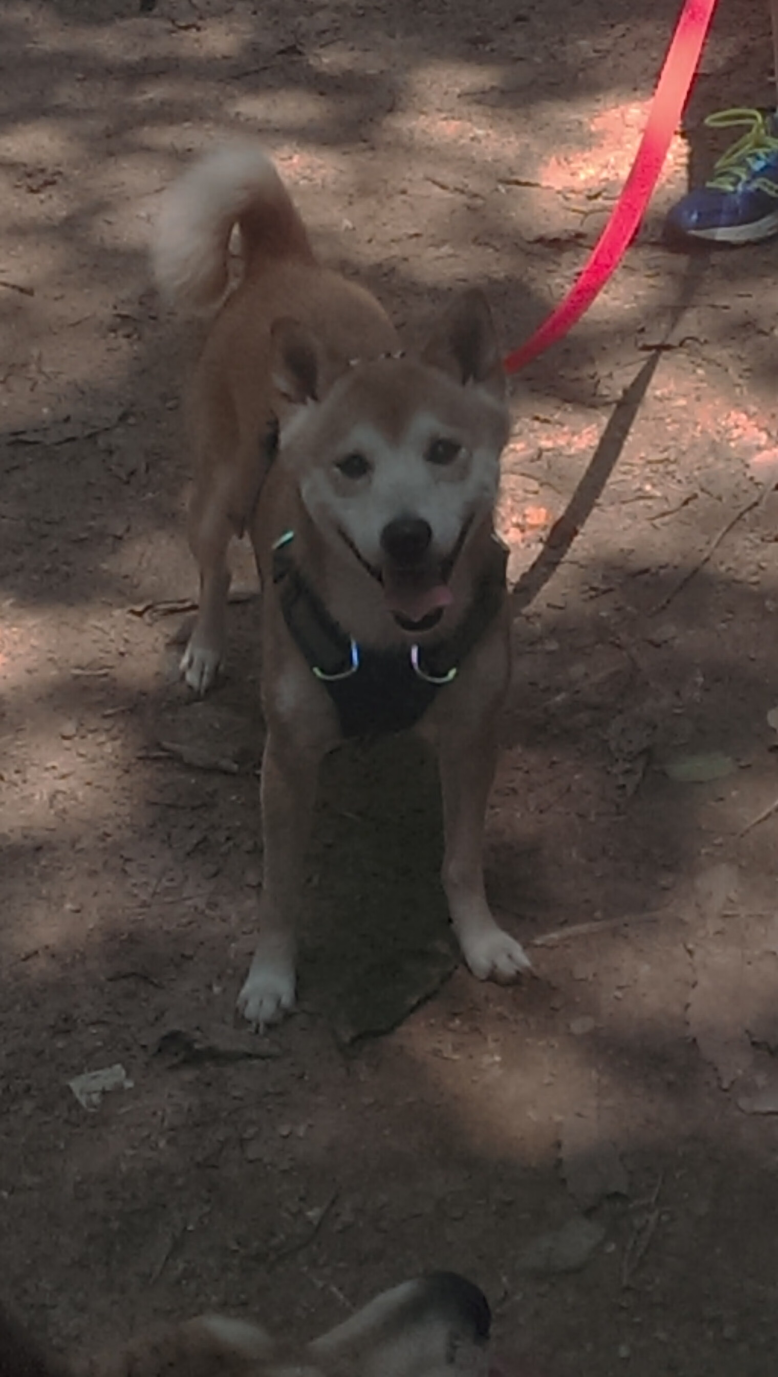 南特豪取山东鲁能主场三分，提升士气备战，南特对特鲁瓦