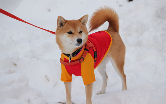 圣埃蒂安队客场挑战,需提高状态迎战,圣埃蒂安vs南特