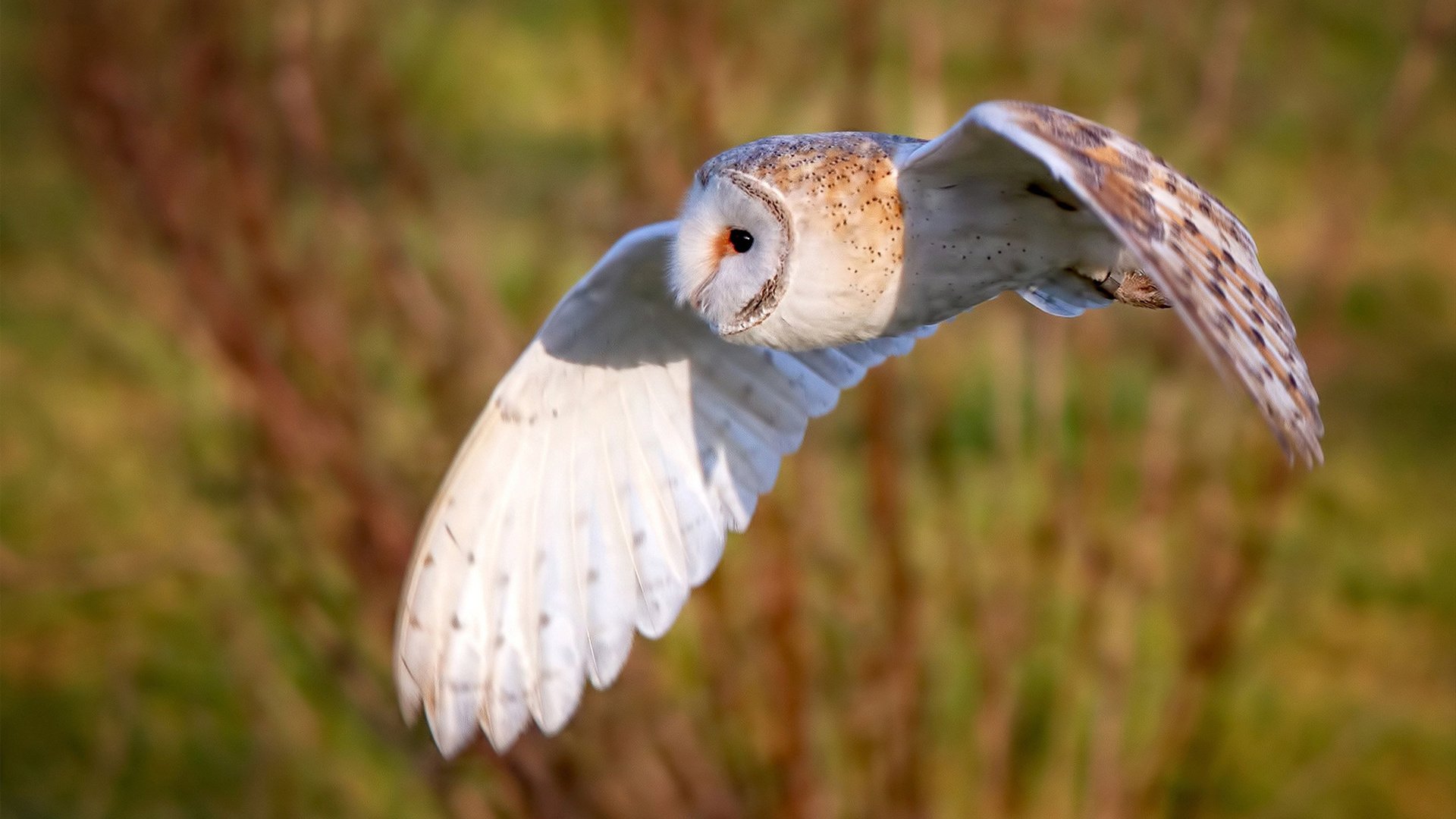 德国队员状态回勇,带来惊喜表现,德国队怎样