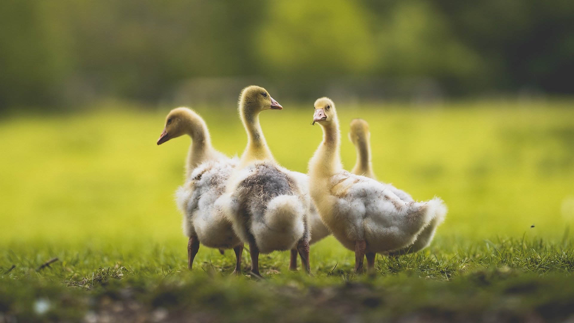 曼城挑战阿贾克斯：各自实力碰撞，曼城签阿克