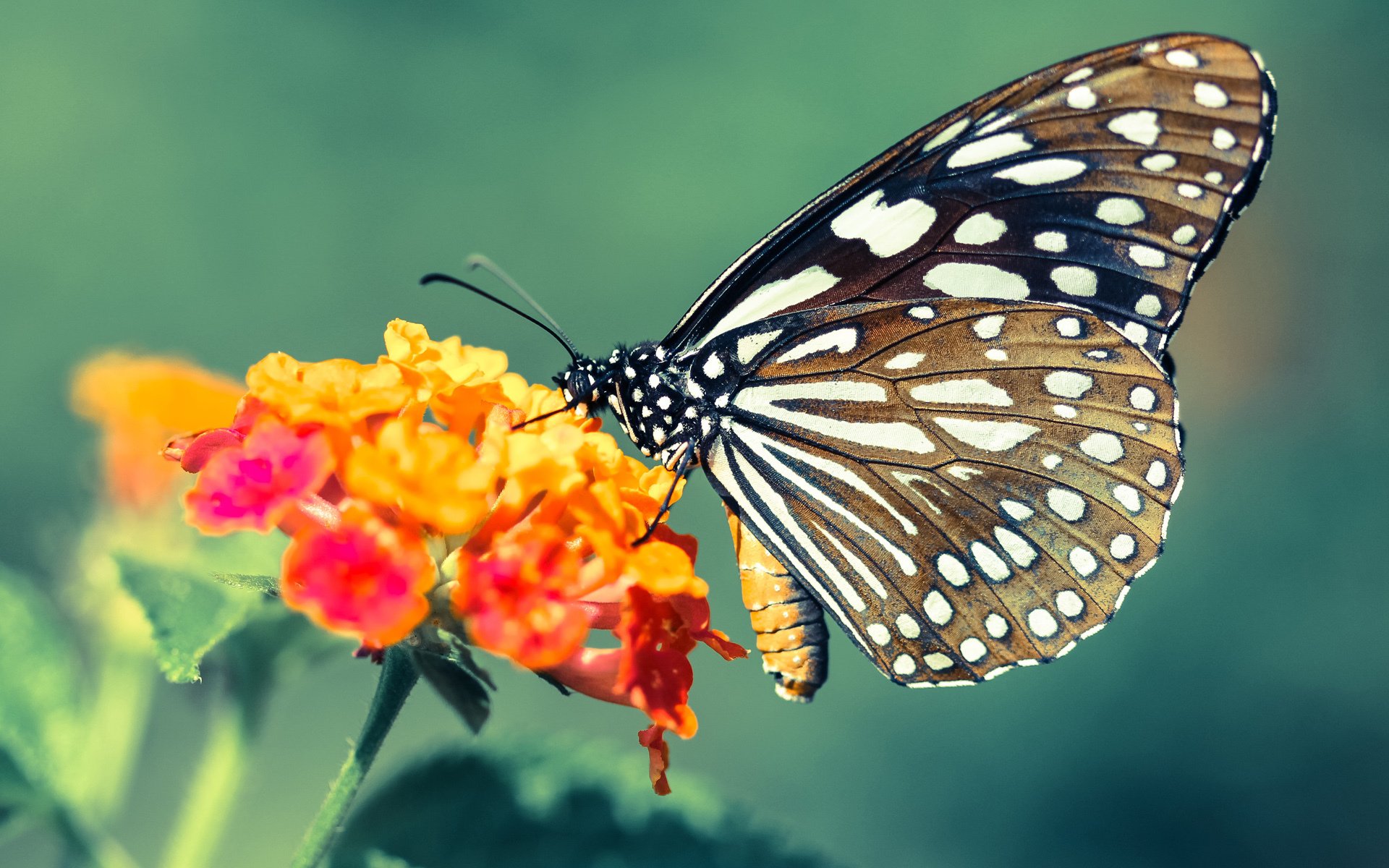 福建鲟龙年轻球员争夺首发位置激烈，华为心率血压智能手表怎么样