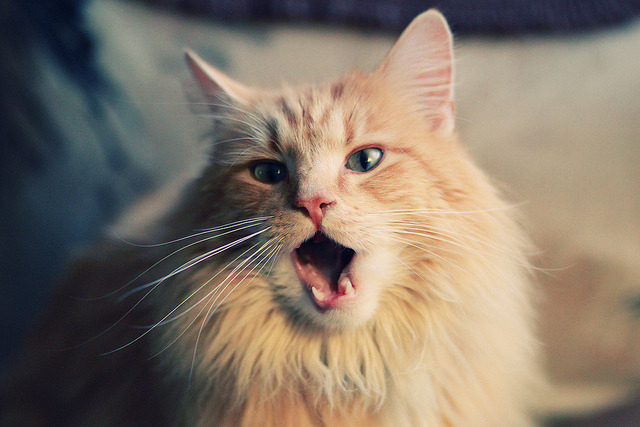 西班牙人主场1-2不敌格拉纳达，遗憾落败，西班牙人对格拉纳达在线直播