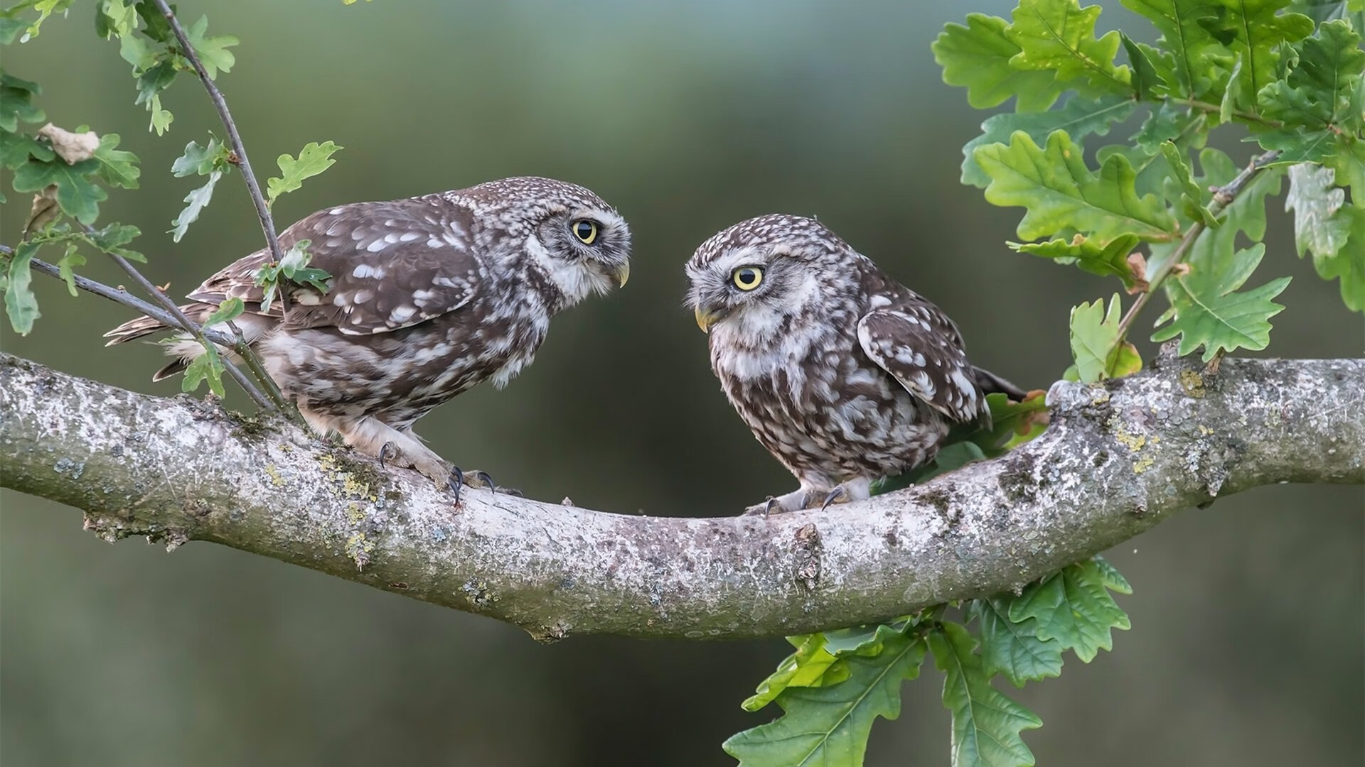 西班牙人主场1-2不敌皇家社会，遗憾落败，西班牙人主场0-2告负