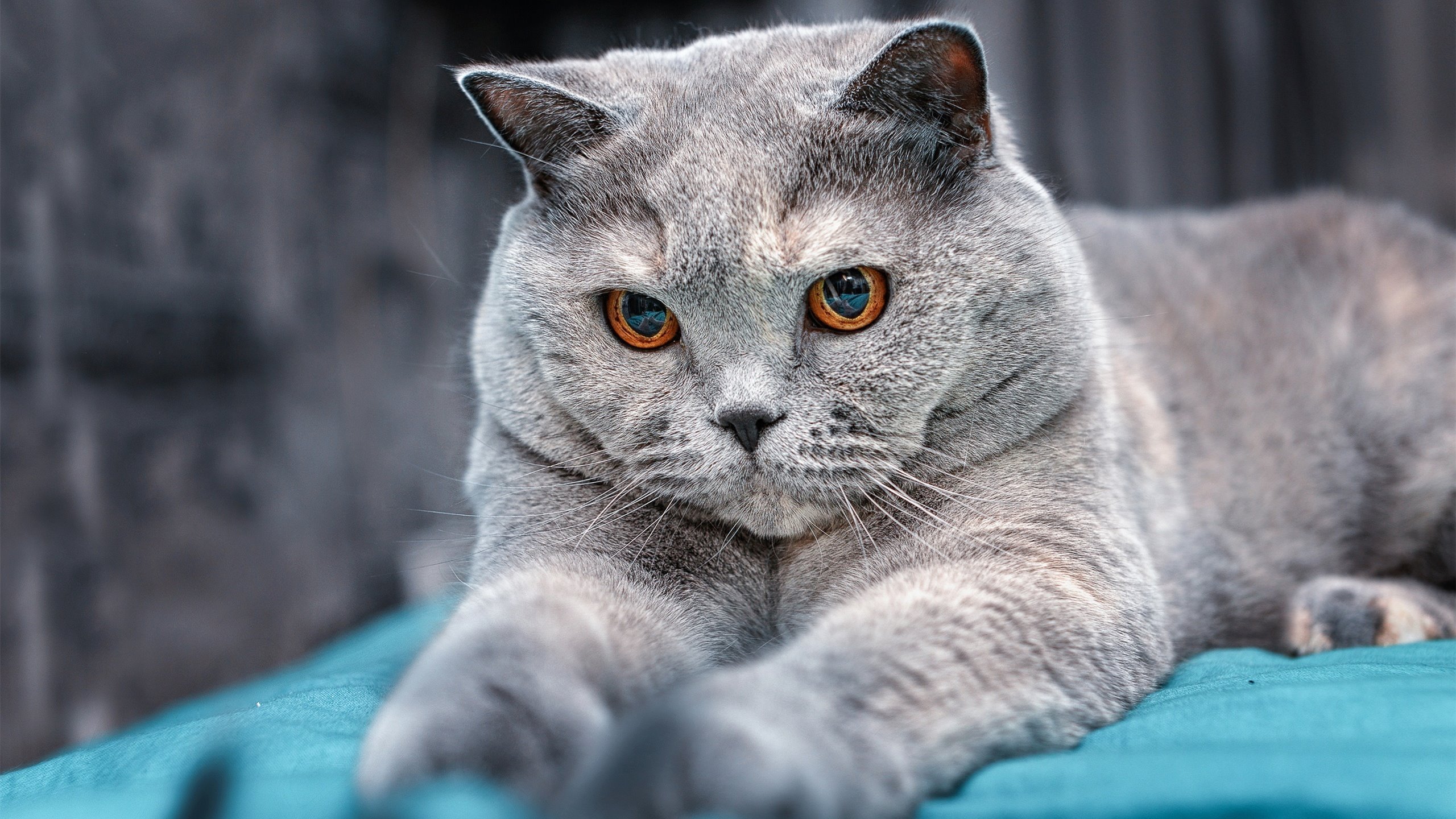 重庆力帆连败被迫寻找突破,排名继续下滑,重庆力帆现状