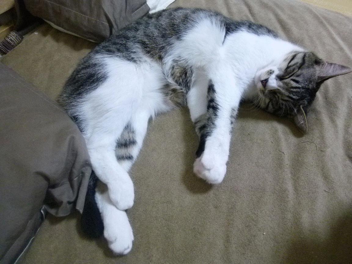 青年队是否应每赛季强制对抗主力阵容模拟实战,青年队算职业球员吗