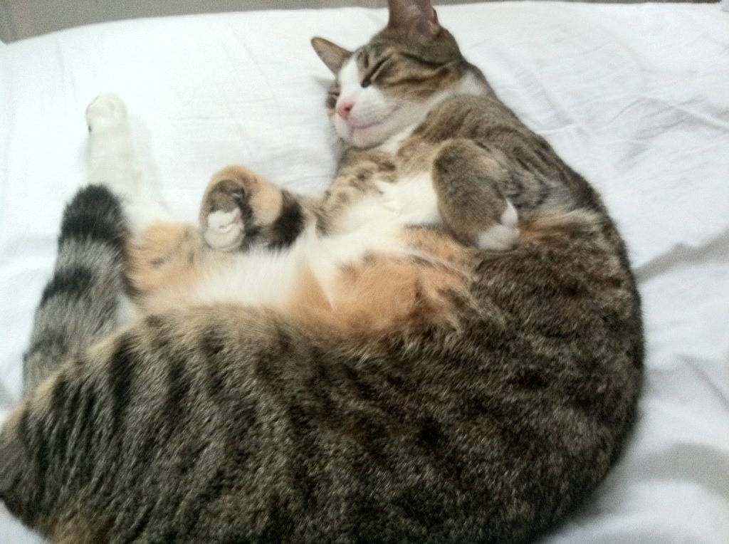 NBA球队季前备战策略，nba季前赛球队排名