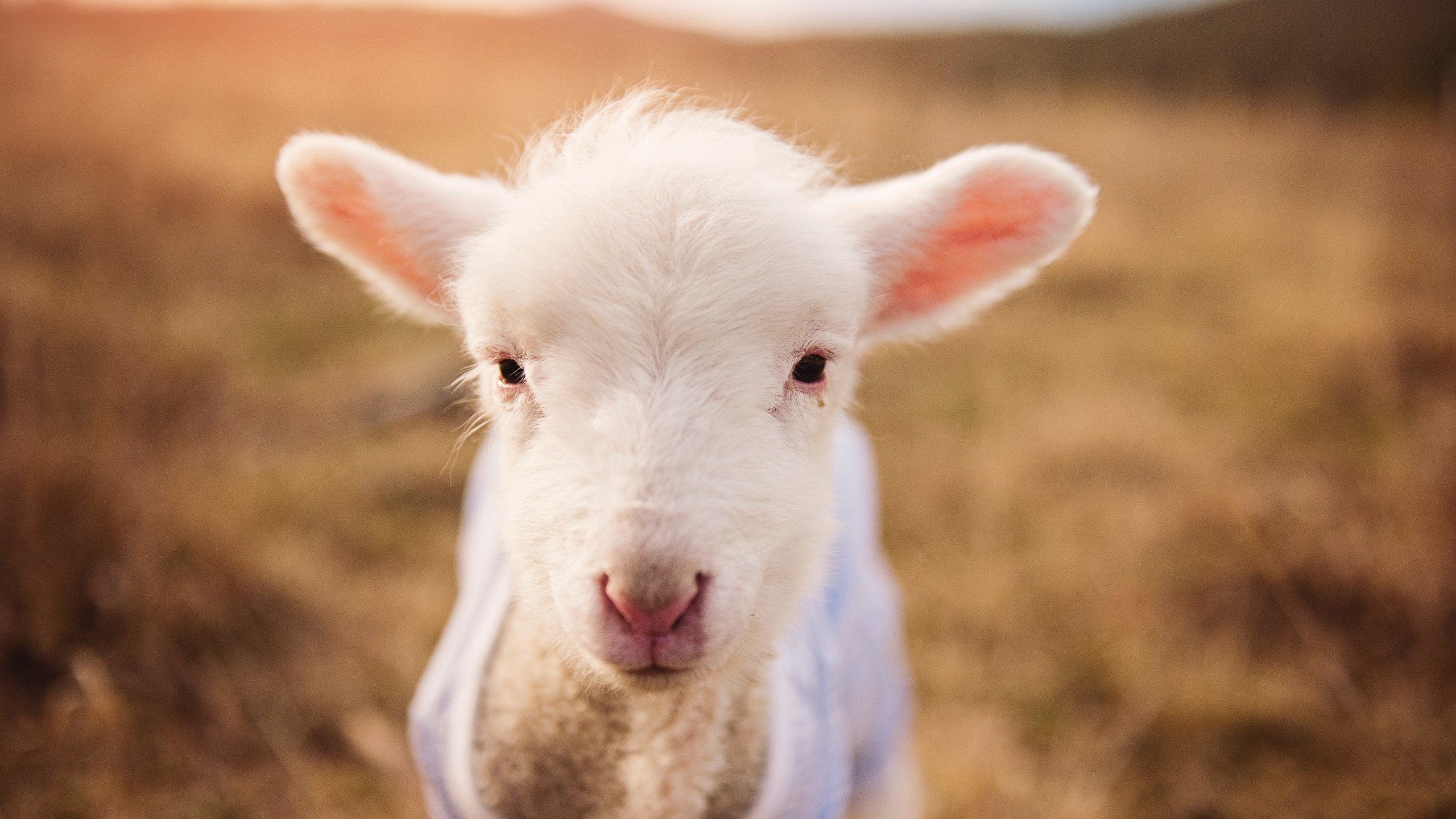 全国击剑新人赛小将横空出世