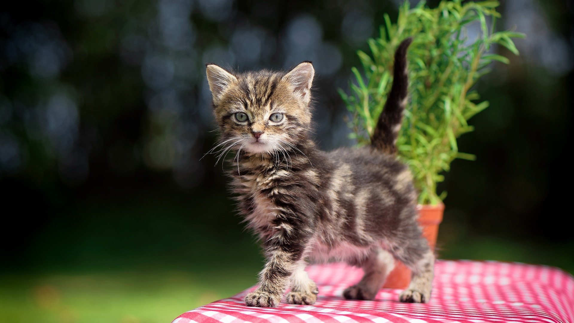 PSG防线漏洞被切尔西前锋多次利用，切尔西后防线