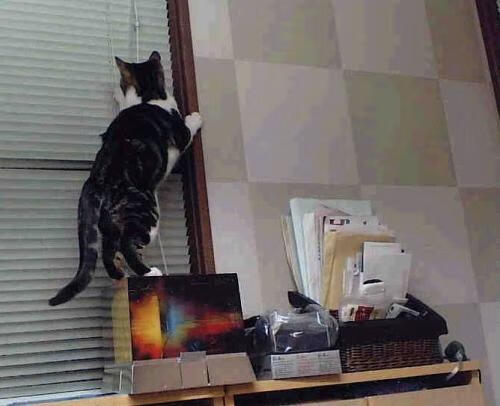 中国女篮不断提升篮下防守硬度，中国女篮战术