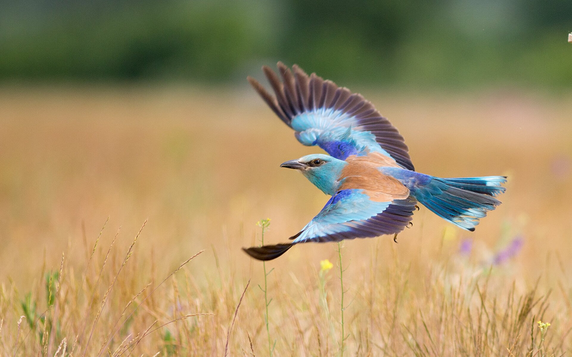 中国女篮不断提升篮下防守硬度，中国女篮战术