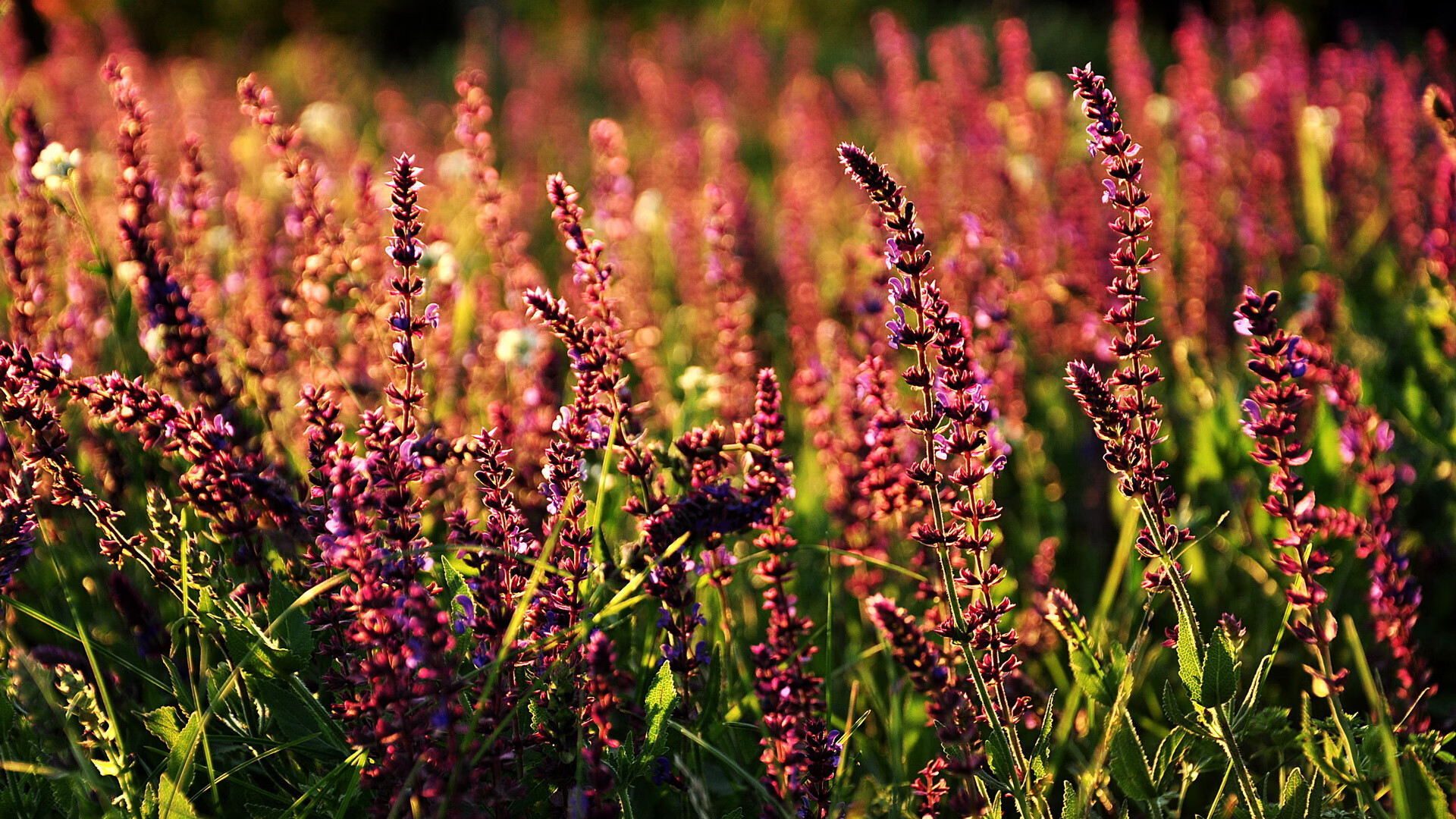 中国女篮打造快节奏防守反击核心战术，中国女篮战术分析