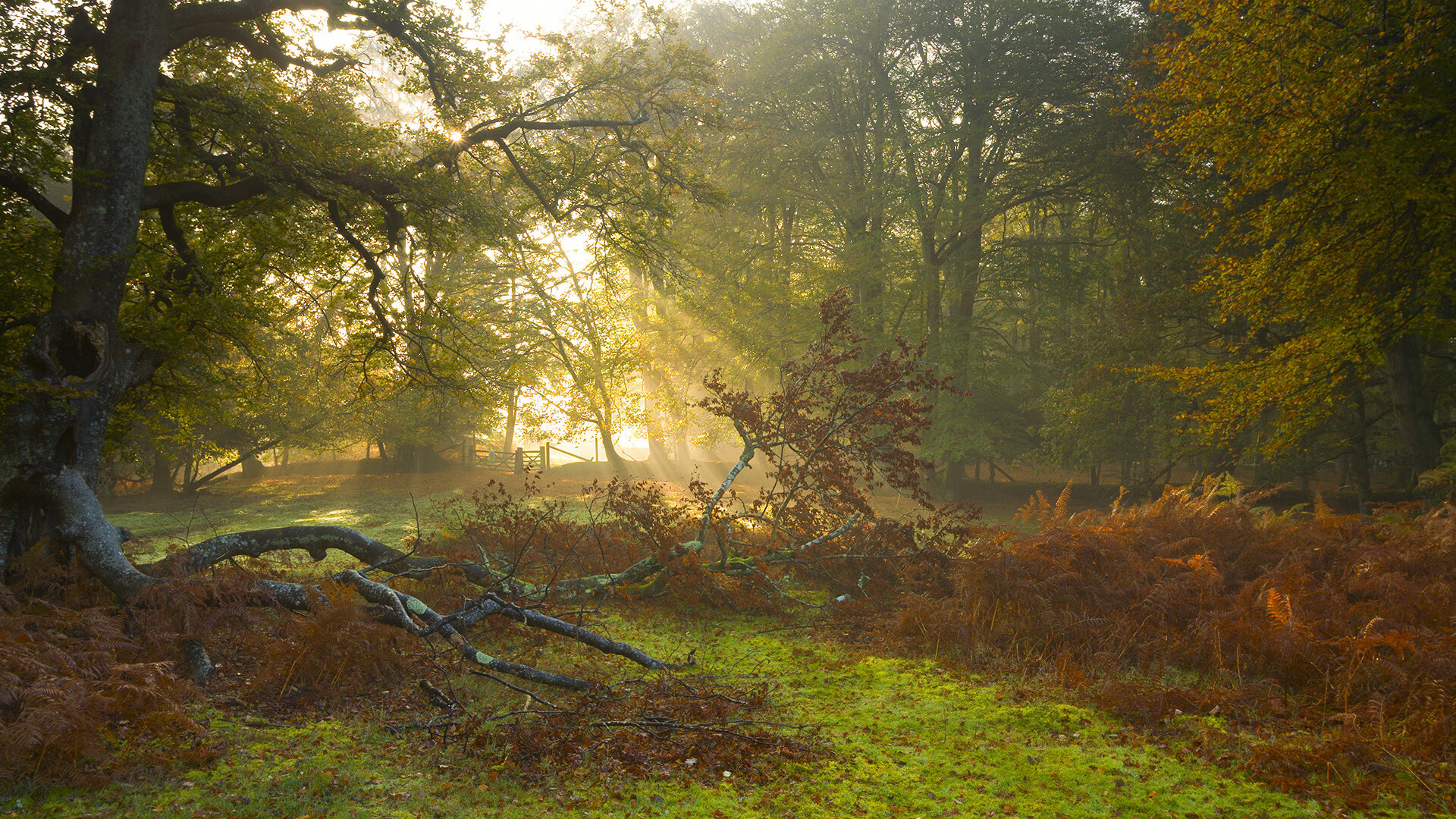 马拉松再掀热潮比赛延期引发讨论,马拉松赛事延期