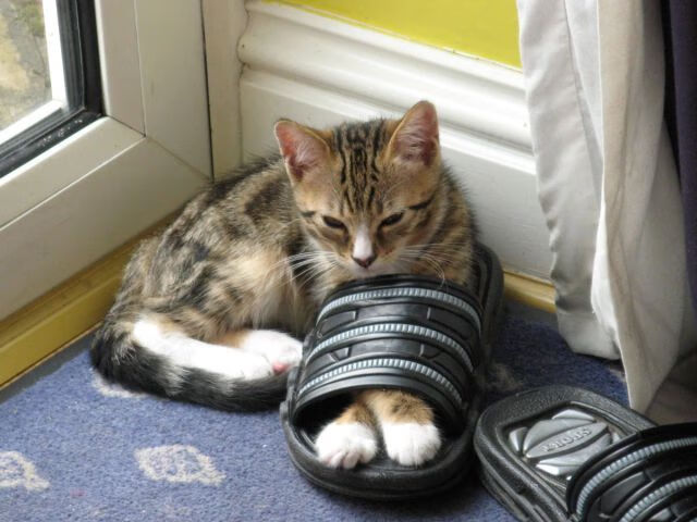 体育频道推出中国篮球故事专题讲述幕后奋斗与坚持,篮球体育节目