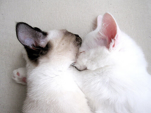 美洲杯史诗战役:两队鏖战至加时点滴泪水,美洲杯讲解